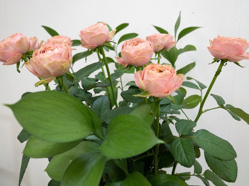 ピンクラナンキュラ