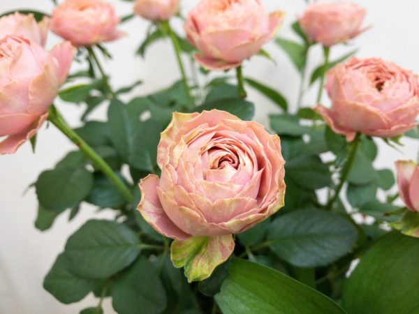 ピンクラナンキュラ バラ（薔薇）