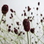 ワレモコウ（吾亦紅、吾木香、吾妹紅）