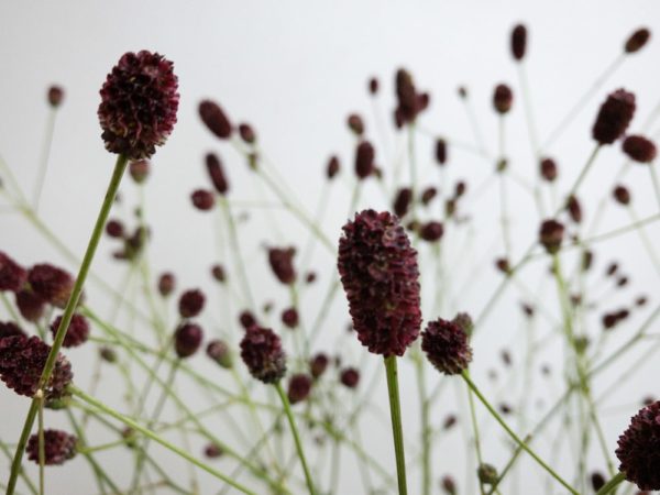 ワレモコウ（吾亦紅、吾木香、吾妹紅）