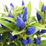 安代の秋 リンドウ