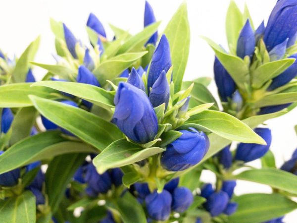 安代の秋 リンドウ