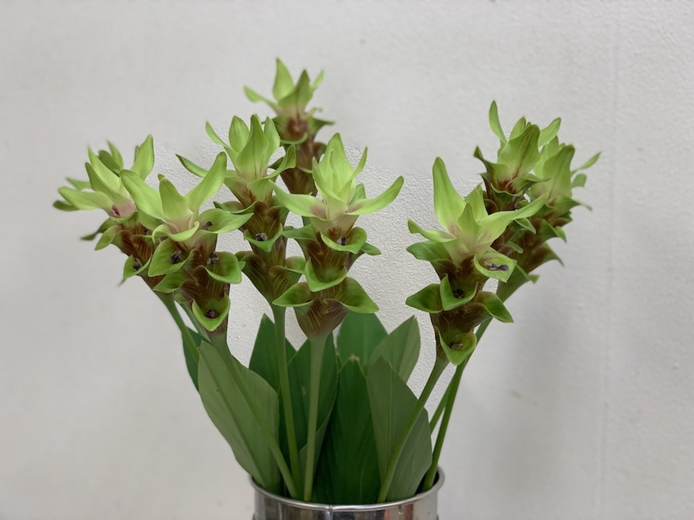 クルクマ 切り花