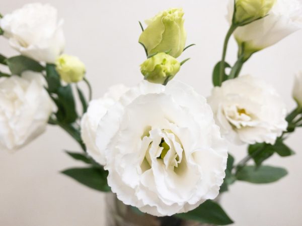 プライムホワイト トルコキキョウ, トルコギキョウ, ユーストマ