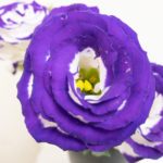 ラフールブルーピコティー トルコキキョウ, トルコギキョウ, ユーストマ