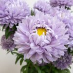 マッシュラベンダー アスター(シオン属)