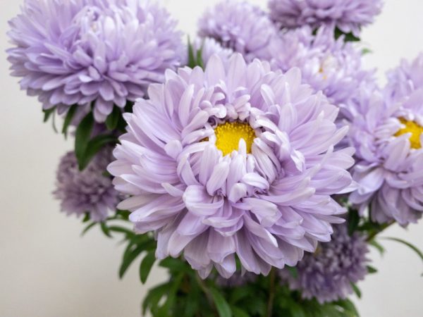 マッシュラベンダー アスター(シオン属)