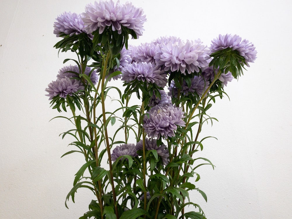 アスター　花言葉