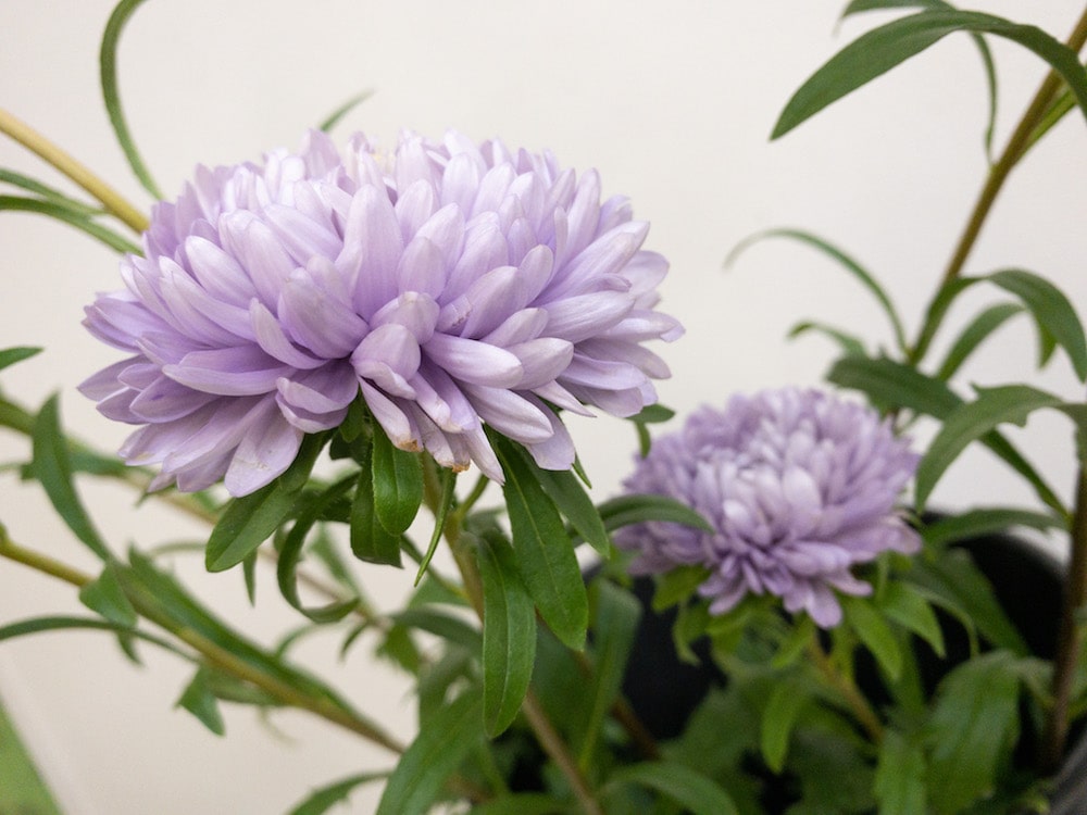 アスター(シオン属)