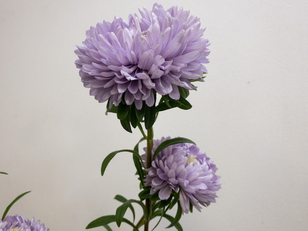 マッシュラベンダー