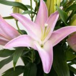 シーラ オリエンタルユリ