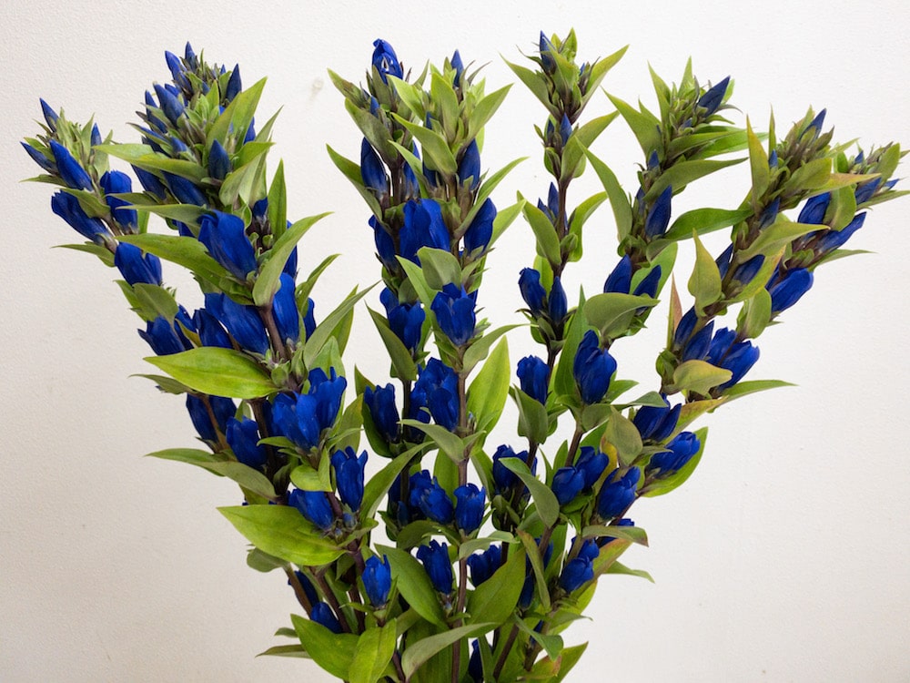 リンドウ　花言葉