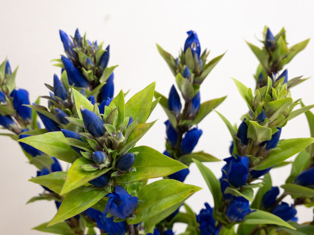 リンドウ いわて夢みつき