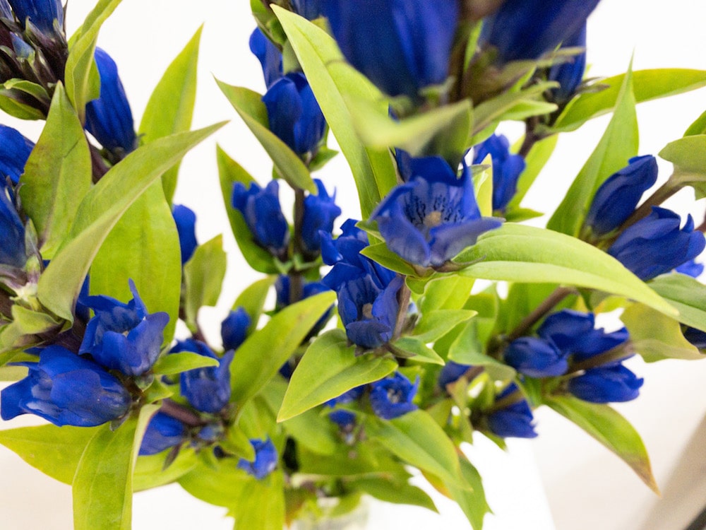 いわて夢みつき