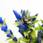 いわて夢みつき リンドウ