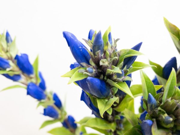 いわて夢みつき リンドウ