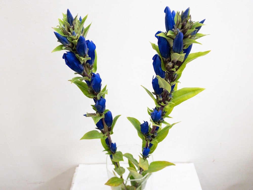 リンドウ　種類