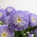 清涼殿 アスター, シオン属