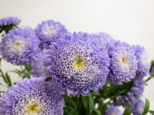 清涼殿 アスター, シオン属