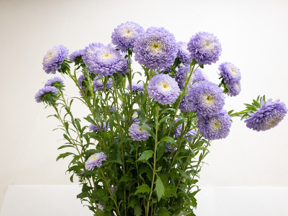 アスター　花言葉