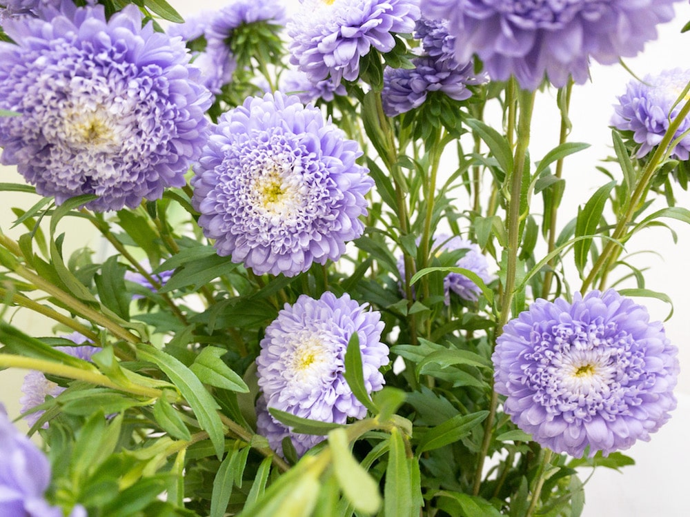 アスター　切り花