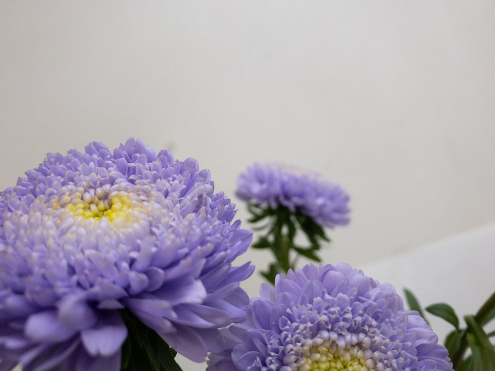 アスター　清涼殿