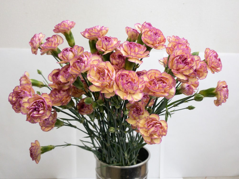 スプレーカーネーション