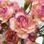 ジェスター スプレーカーネーション