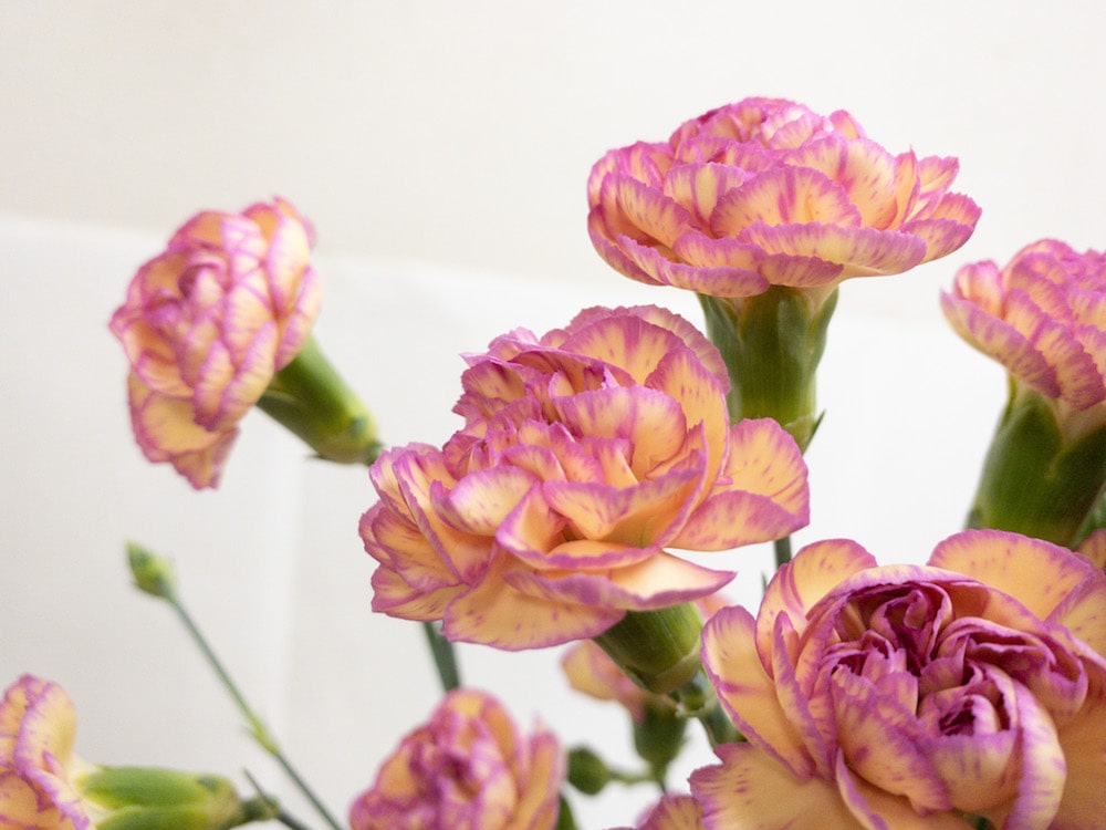 スプレーカーネーション ジェスター