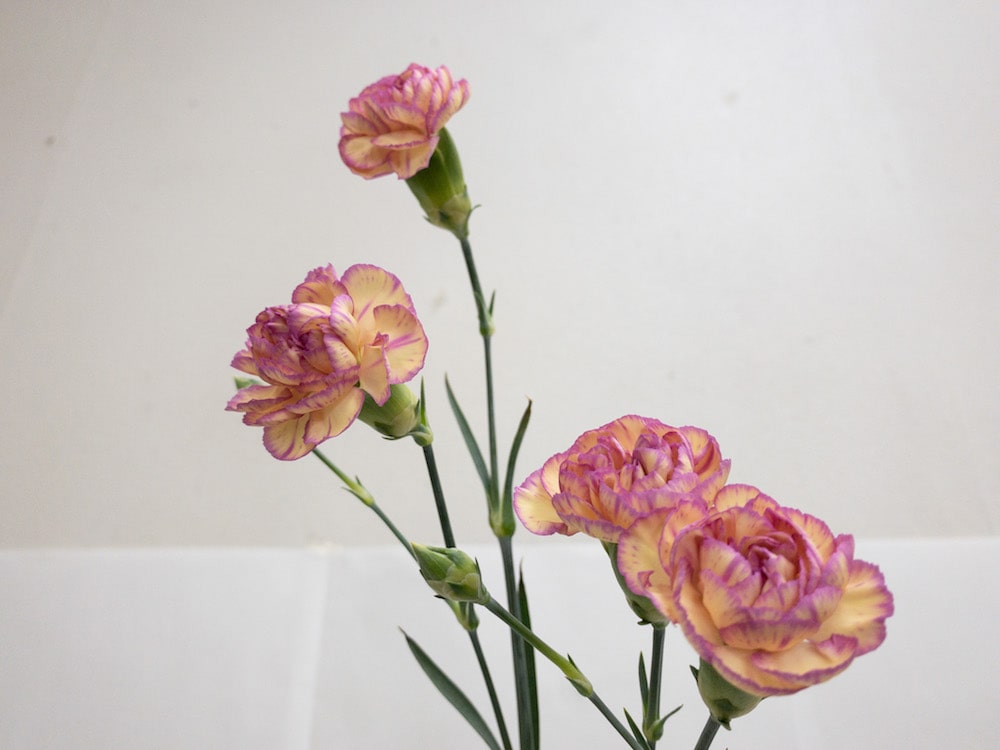 スプレーカーネーション　切り花