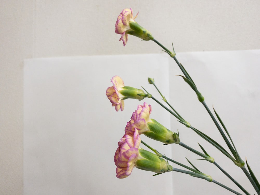 スプレーカーネーション　複色