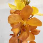 ゴールドナゲット　モカラ