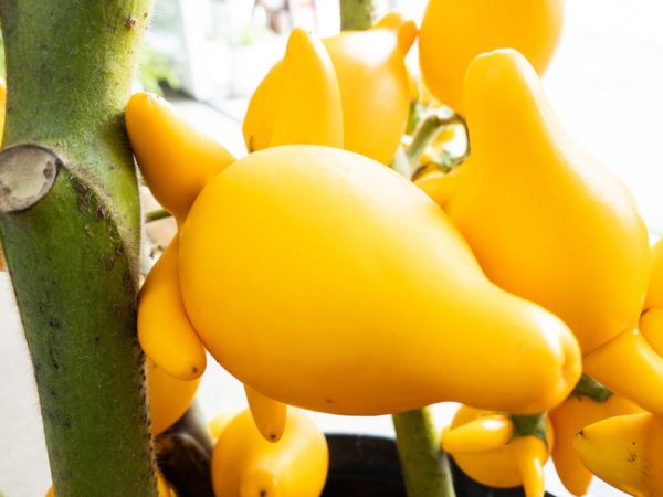 フォックスフェイス（ツノナス）