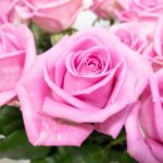 アクア バラ（薔薇）