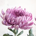 パヴェーノダーク 菊