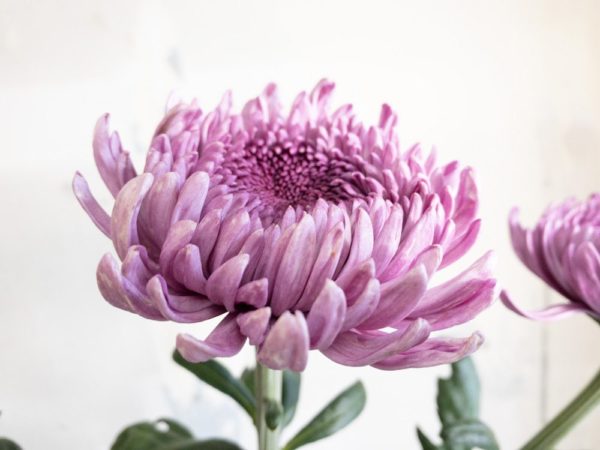 パヴェーノダーク 菊