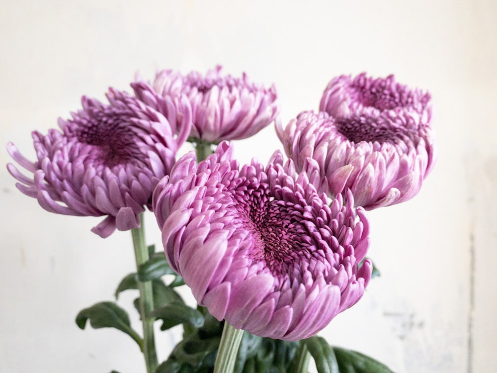 パヴェーノダーク