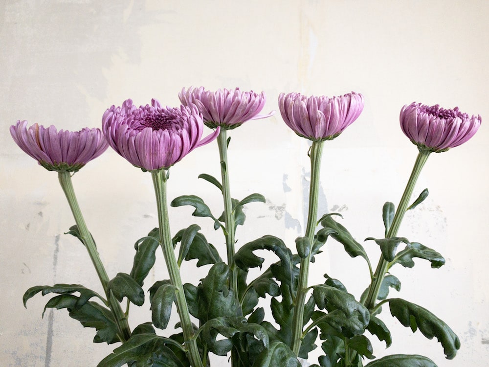 菊 ディスバッドマム