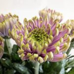 ロサーノシャルロッテダーク 菊