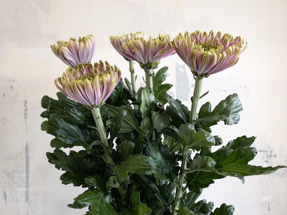 菊 ディスバッドマム