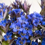 さわかぜ リンドウ