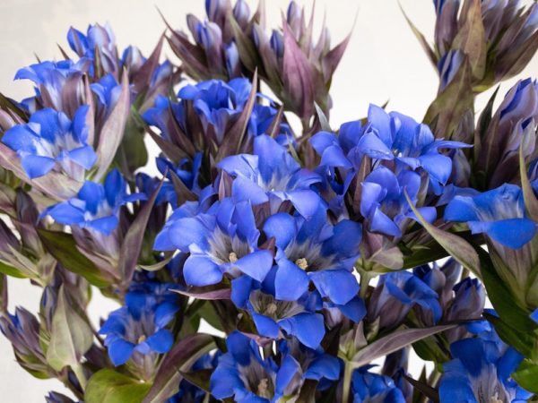 さわかぜ リンドウ