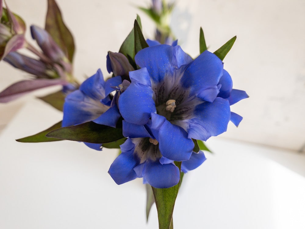 リンドウ さわかぜ