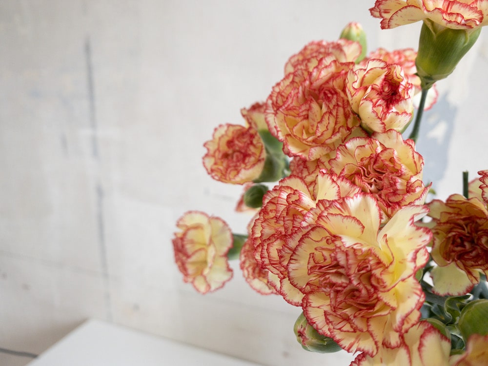 スプレーカーネーション ランブレッタ