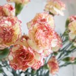 ランブレッタ スプレーカーネーション