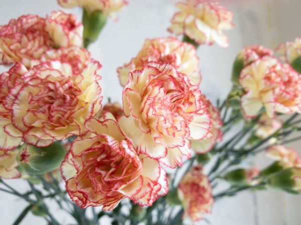 ランブレッタ スプレーカーネーション