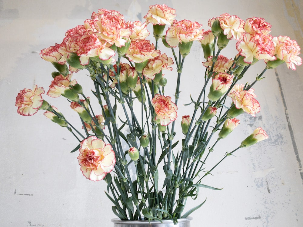 スプレーカーネーション