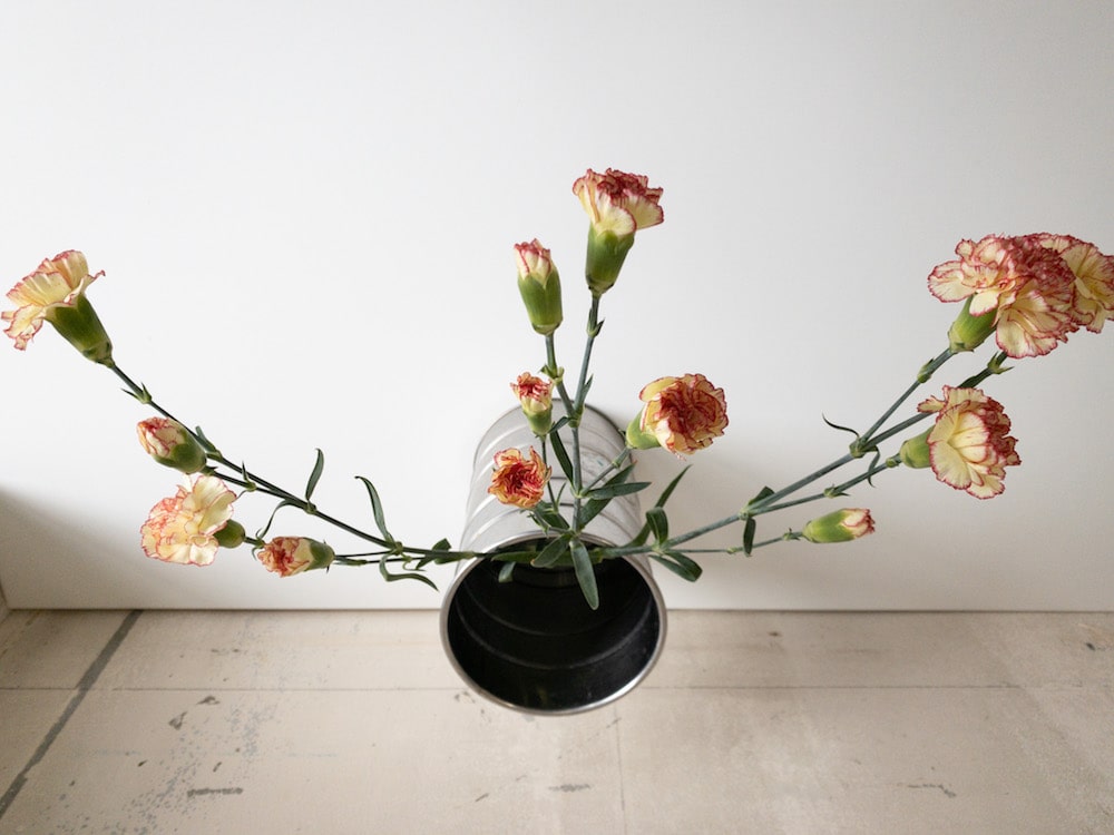 カーネーション　花言葉