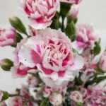 スカイライン スプレーカーネーション