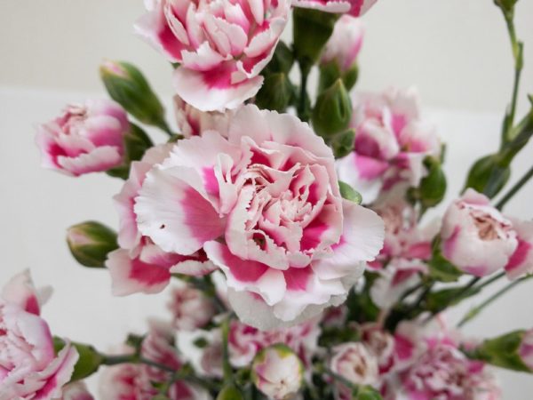 スカイライン スプレーカーネーション